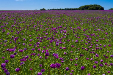 Almanya 'da mor haşhaş tarlası. Çiçekler ve tohumlar. Haşhaş uyku hapları, afyon