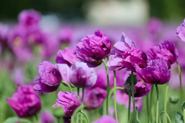 Field of purple poppies in Germany. Flowers and seedhead. Poppy sleeping pills, opium