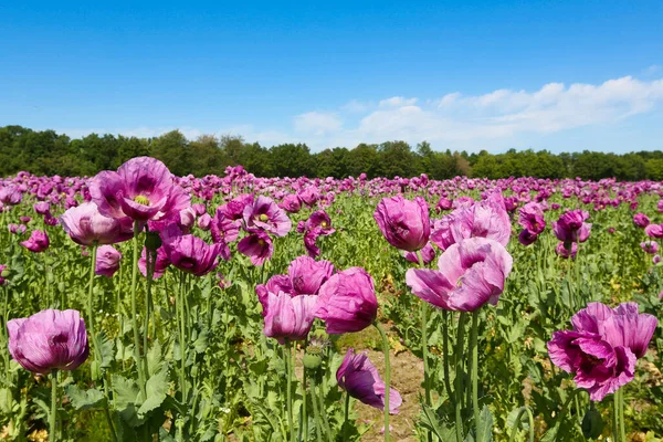 Field of purple poppies in Germany. Flowers and seedhead. Poppy sleeping pills, opium