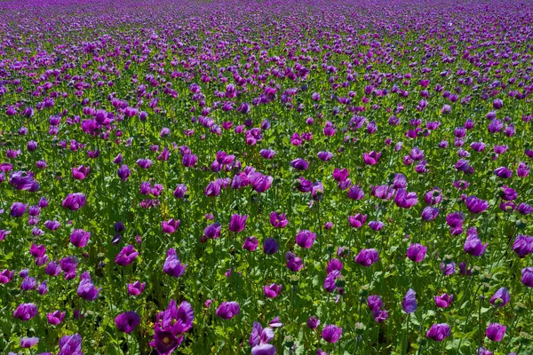 Field of purple poppies in Germany. Flowers and seedhead. Poppy sleeping pills, opium. High quality photo