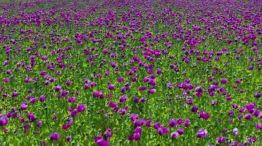 Mor gelincik tarlası Almanya 'da. Çiçekler ve tohumlar. Haşhaş uyku hapları, afyon. Yüksek kalite 4k görüntü