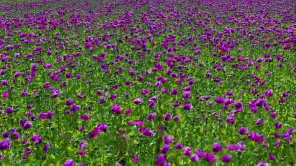 Воздушный Беспилотник Видит Фиолетовое Маковое Поле Германии Цветы Саженцы Поппи — стоковое видео