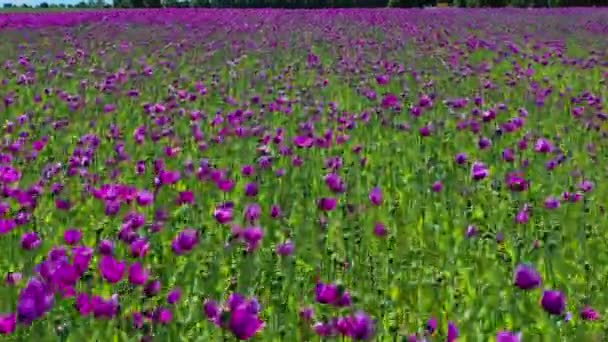 Luchtdrone Uitzicht Paars Papaverveld Duitsland Bloemen Zaadjes Poppy Slaappillen Opium — Stockvideo