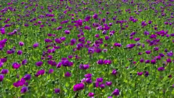 Mor Gelincik Tarlası Almanya Çiçekler Tohumlar Haşhaş Uyku Hapları Afyon — Stok video