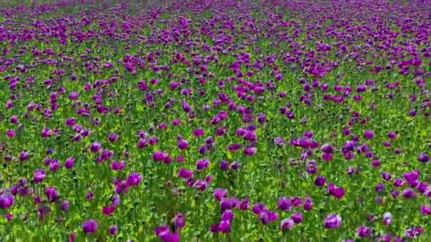 Luchtdrone Uitzicht Paars Papaverveld Duitsland Bloemen Zaadjes Poppy Slaappillen Opium — Stockvideo