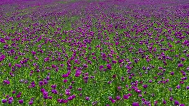 Letecký Drone View Purple Poppies Field Německu Květiny Semínka Poppy — Stock video