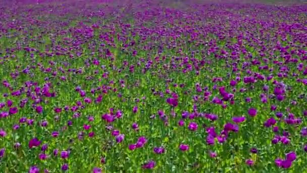 Mor Gelincik Tarlası Almanya Çiçekler Tohumlar Haşhaş Uyku Hapları Afyon — Stok video