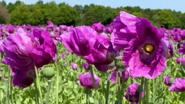 Lila Vallmo Fält Tyskland Blommor Och Fröhuvud Poppy Sömntabletter Opium — Stockvideo