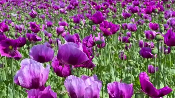 Purpurowe Maki Niemczech Kwiaty Głowa Nasienna Pigułki Nasenne Opium Wysokiej — Wideo stockowe