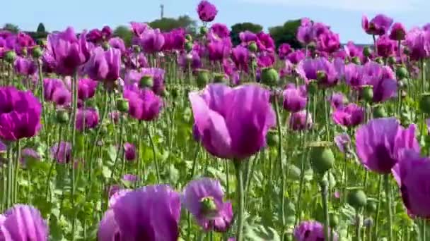 Lila Mohnfelder Deutschland Blumen Und Samenkopf Schlafmittel Aus Mohn Opium — Stockvideo
