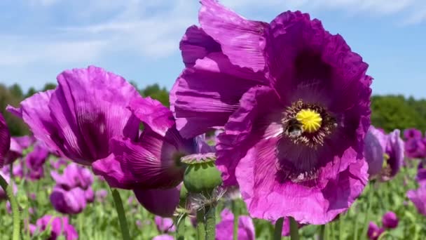Paars Papaverveld Duitsland Bloemen Zaadkop Poppy Slaappillen Opium Hoge Kwaliteit — Stockvideo