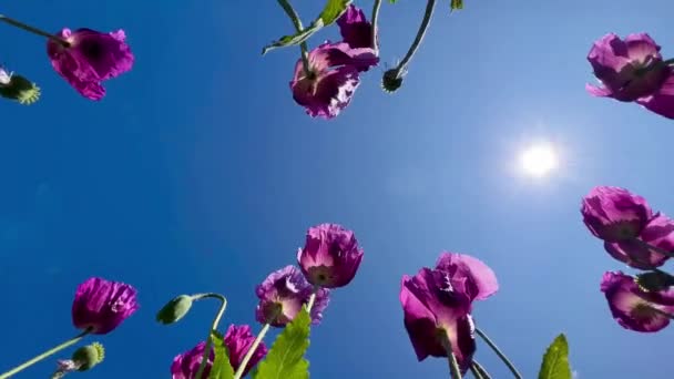 Purple Poppies Field Germany Flowers Seed Head Poppy Sleeping Pills — Stock Video