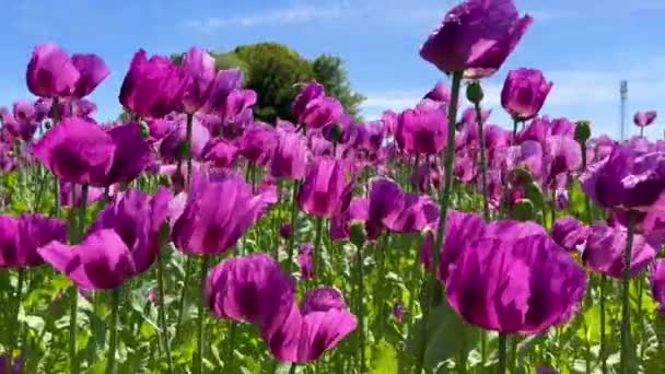 德国的紫色罂粟地 花和种子头 罂粟安眠药 高质量的4K镜头 — 图库视频影像