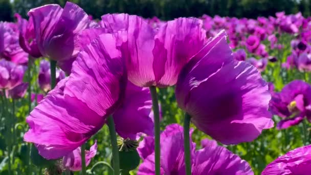 Almanya Mor Haşhaş Tarlası Çiçekler Tohum Başı Haşhaş Uyku Hapları — Stok video