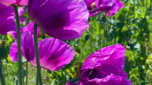 德国的紫色罂粟地 花和种子头 罂粟安眠药 高质量的4K镜头 — 图库视频影像