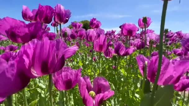 Almanya Mor Haşhaş Tarlası Çiçekler Tohum Başı Haşhaş Uyku Hapları — Stok video