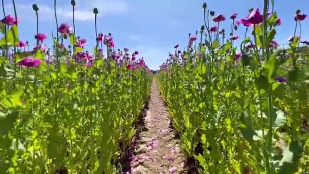 Lila Mohnfelder Deutschland Blumen Und Samenkopf Schlafmittel Aus Mohn Opium — Stockvideo