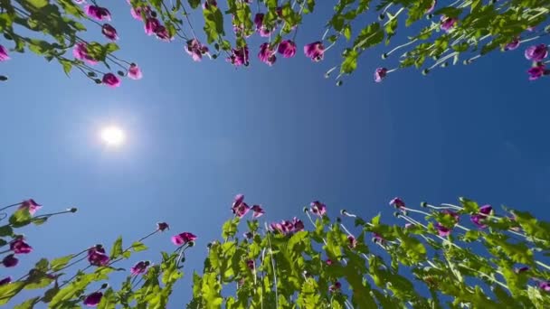 Фиолетовое Маковое Поле Германии Цветы Семенная Голова Поппи Снотворное Опиум — стоковое видео