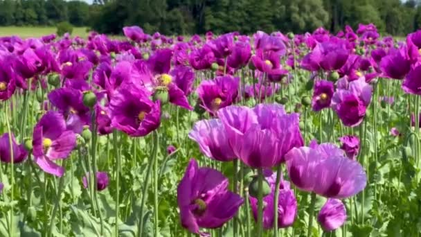 Champ Coquelicots Violets Allemagne Fleurs Tête Graine Somnifères Pavot Opium — Video