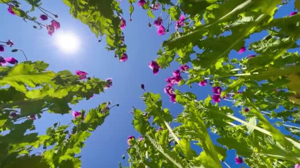 Lila Vallmo Fält Tyskland Blommor Och Fröhuvud Poppy Sömntabletter Opium — Stockvideo