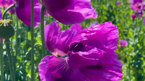 Champ Coquelicots Violets Allemagne Fleurs Tête Graine Somnifères Pavot Opium — Video