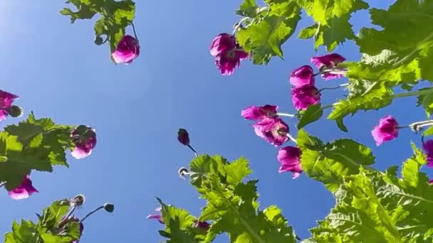 Lila Mák Mező Németországban Virágok Magfej Poppy Altató Ópium Kiváló — Stock videók