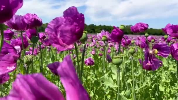 ドイツのパープルポピー畑 花と種子の頭 ポピー睡眠薬 アヘン 高品質の4K映像 — ストック動画