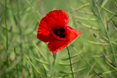 Almanya 'da kırmızı haşhaş tarlası. Papaver somniferum çiçekleri ve tohum başı. Haşhaş uyku hapları, afyon