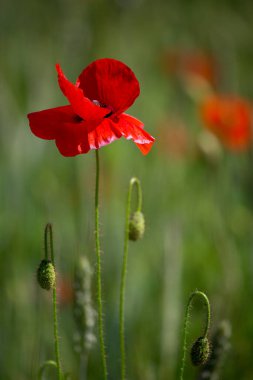 Almanya 'da kırmızı haşhaş tarlası. Papaver somniferum çiçekleri ve tohum başı. Haşhaş uyku hapları, afyon
