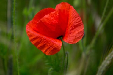 Almanya 'da kırmızı haşhaş tarlası. Papaver somniferum çiçekleri ve tohum başı. Haşhaş uyku hapları, afyon