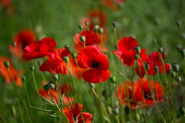 Almanya 'da kırmızı haşhaş tarlası. Papaver somniferum çiçekleri ve tohum başı. Haşhaş uyku hapları, afyon