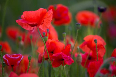 Almanya 'da kırmızı haşhaş tarlası. Papaver somniferum çiçekleri ve tohum başı. Haşhaş uyku hapları, afyon