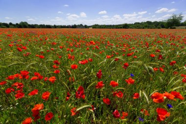 Almanya 'da kırmızı haşhaş tarlası. Papaver somniferum çiçekleri ve tohum başı. Haşhaş uyku hapları, afyon