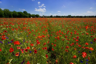 Almanya 'da kırmızı haşhaş tarlası. Papaver somniferum çiçekleri ve tohum başı. Haşhaş uyku hapları, afyon