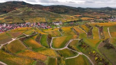 Sonbahar günbatımında şarap üreten üzüm terasları için hava aracı manzaralı vadi bağları. Güney Almanya şarap bölgesi. Yüksek kalite 4k görüntü