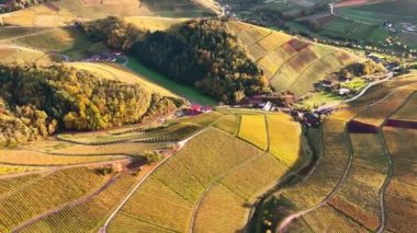Sonbahar günbatımında şarap üreten üzüm terasları için hava aracı manzaralı vadi bağları. Güney Almanya şarap bölgesi. Yüksek kalite 4k görüntü