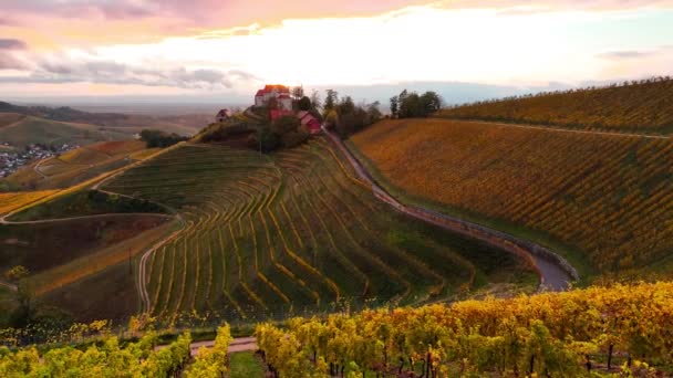秋の夕日にはワイン生産のブドウ畑の空中ドローンビュー 南ドイツのワイン産地 高品質の4K映像 — ストック動画