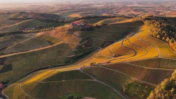Aerial Drone View Valley Vineyards Wine Production Grape Terraces Autumn — Stock Video