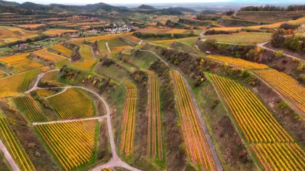 Aerial Drone Vista Vinhedos Vale Para Produção Vinho Terraços Uva — Vídeo de Stock