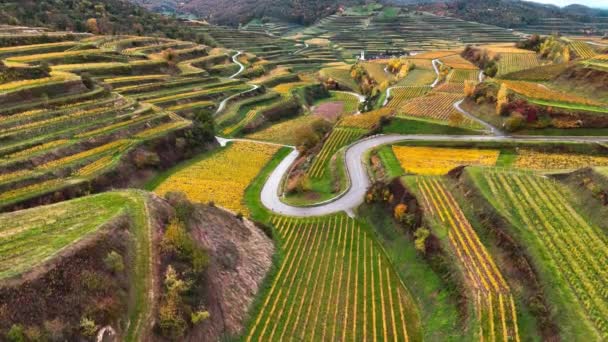 Luchtfoto Drone Uitzicht Vallei Wijngaarden Voor Wijnproductie Druiventerrassen Herfst Zonsondergang — Stockvideo
