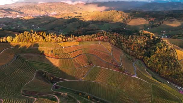 Dron Powietrzny Widok Doliny Winnice Produkcji Wina Tarasy Winogron Jesiennym — Wideo stockowe