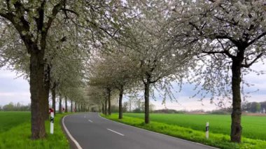 Bahar manzarası çiçek açan kiraz sokağının arasında bir yol. Almanya kırsal kesimi