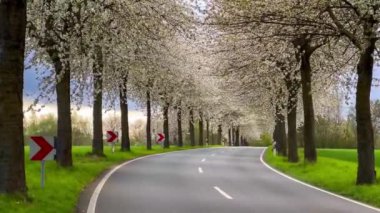 Bahar manzarası çiçek açan kiraz sokağının arasında bir yol. Almanya kırsal kesimi