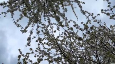 Bahar manzarası çiçek açan kiraz sokağının arasında bir yol. Almanya kırsal kesimi