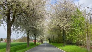 Bahar manzarası çiçek açan kiraz sokağının arasında bir yol. Almanya kırsal kesimi