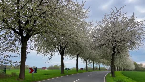 Paisaje Primavera Camino Entre Floreciente Callejón Cerezos Alemania Campo — Vídeo de stock