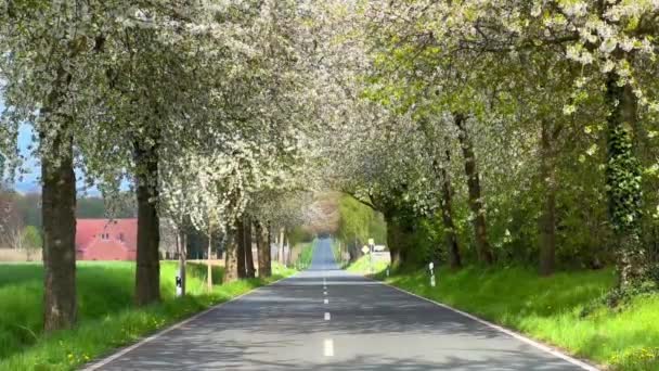 Wiosenny Krajobraz Droga Wśród Kwitnącej Alei Wiśni Krajobraz Niemiec — Wideo stockowe