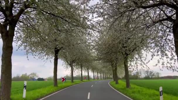 Frühlingslandschaft Eine Straße Zwischen Blühenden Kirschbäumen Deutschland Auf Dem Land — Stockvideo