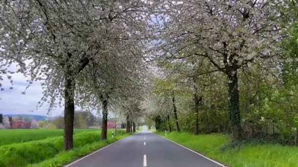 Vårlandskapet Väg Bland Blommande Körsbärsgränd Tyskland Landsbygd — Stockvideo