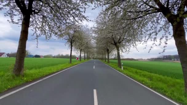 Frühlingslandschaft Eine Straße Zwischen Blühenden Kirschbäumen Deutschland Auf Dem Land — Stockvideo
